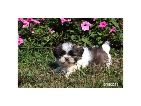 Shih Tzu-DOG-Male-Sable / White-691-PetCenter Old Bridge, New Jersey