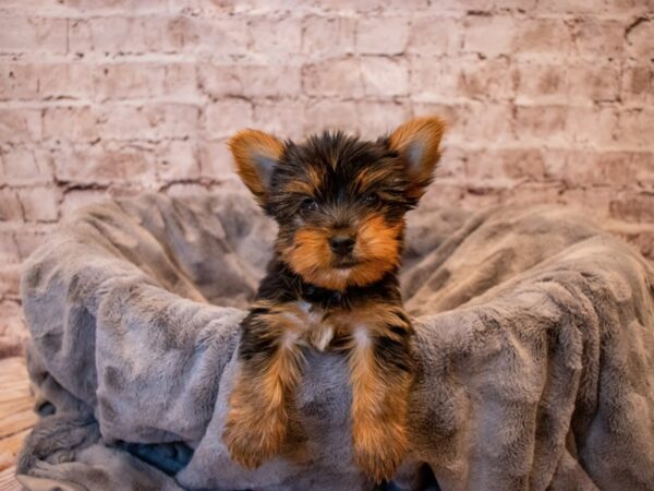 Yorkshire Terrier- Available 11/17-DOG-Male-Black and Gold-696-PetCenter Old Bridge, New Jersey