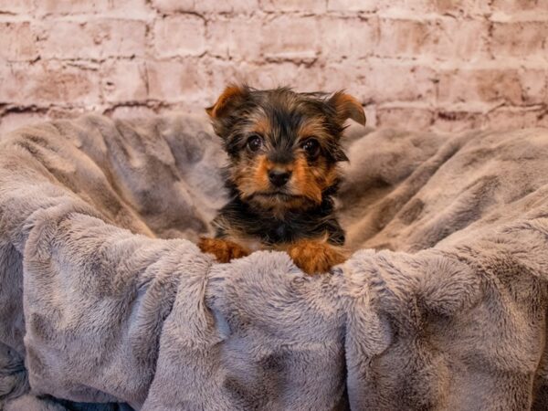 Yorkshire Terrier- Available 11/17-DOG-Female-Black and Gold-698-PetCenter Old Bridge, New Jersey