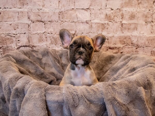 French Bulldog- Available 11/17-DOG-Male-Fawn-697-PetCenter Old Bridge, New Jersey