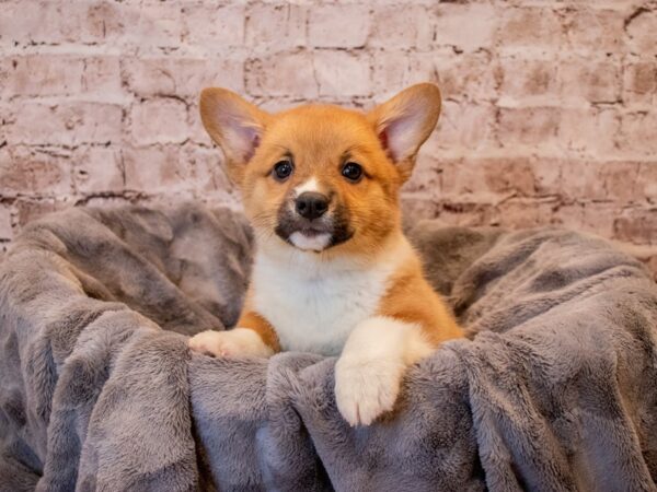 Pembroke Welsh Corgi- Available 11/17-DOG-Female-Red-702-PetCenter Old Bridge, New Jersey