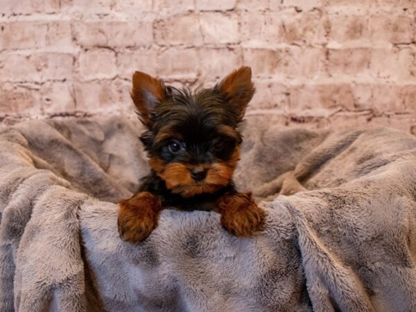Yorkshire Terrier- Available 11/17-DOG-Female-Black and Gold-701-PetCenter Old Bridge, New Jersey