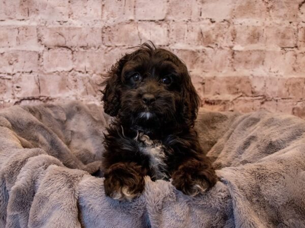 Cavapoo- Available 11/17-DOG-Female-Black-700-PetCenter Old Bridge, New Jersey