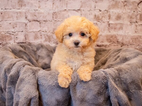 Poodle-DOG-Female-Cream-681-PetCenter Old Bridge, New Jersey