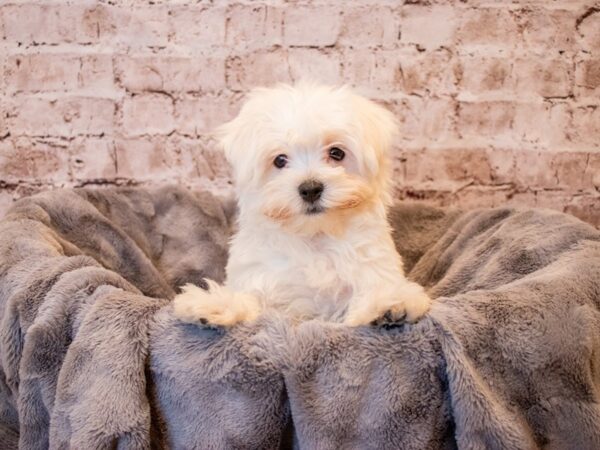 Maltese-DOG-Male-White-685-PetCenter Old Bridge, New Jersey