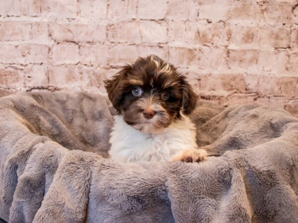 Havanese-DOG-Female-Chocolate / White-684-PetCenter Old Bridge, New Jersey