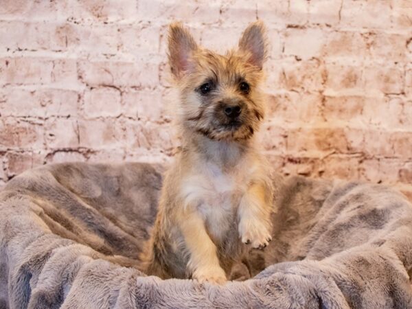 Cairn Terrier-DOG-Female-Wheaten-682-PetCenter Old Bridge, New Jersey