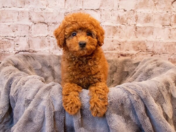 Poodle-DOG-Male-Red-689-PetCenter Old Bridge, New Jersey
