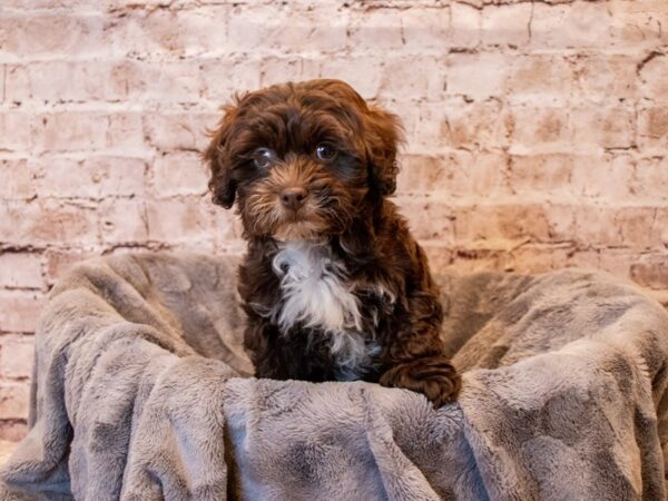 Lhasa Apso/Poodle-DOG-Male-Brown-694-PetCenter Old Bridge, New Jersey
