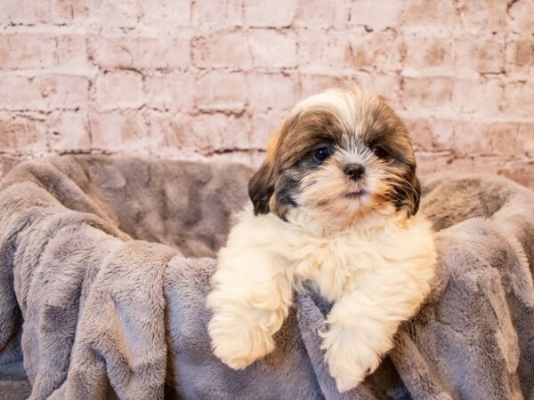 Lhasa Apso-DOG-Female-Brown-683-PetCenter Old Bridge, New Jersey