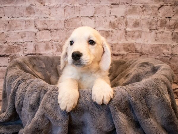 Golden Retriever- Available 11/17-DOG-Female-Cream-688-PetCenter Old Bridge, New Jersey