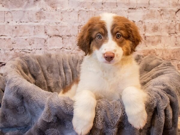 Australian Shepherd- Available 11/17-DOG-Male-Red-695-PetCenter Old Bridge, New Jersey