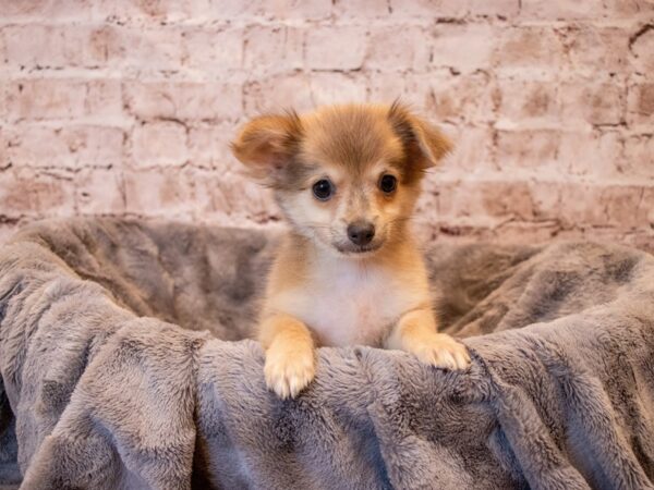 Chihuahua-DOG-Male-Blue-692-PetCenter Old Bridge, New Jersey
