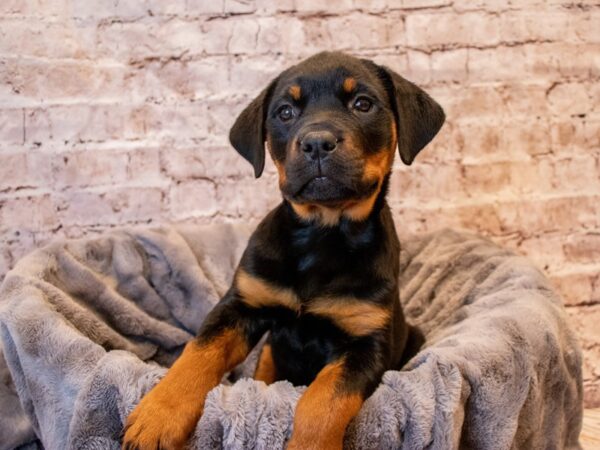 Rottweiler-DOG-Female-Black / Tan-687-PetCenter Old Bridge, New Jersey