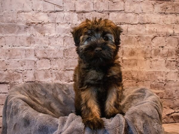 Soft Coated Wheaten Terrier- Available 11/17-DOG-Female-Wheaten-680-PetCenter Old Bridge, New Jersey