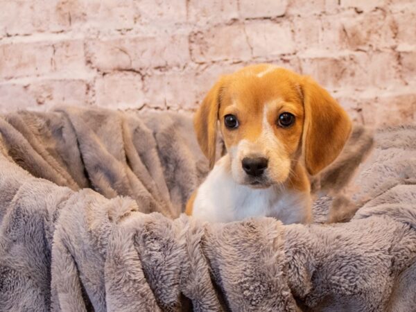 Beagle- Available 11/3-DOG-Female-Red and White-659-PetCenter Old Bridge, New Jersey