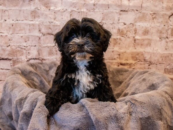 Lhasa Apso/Poodle-DOG-Female-Black-693-PetCenter Old Bridge, New Jersey
