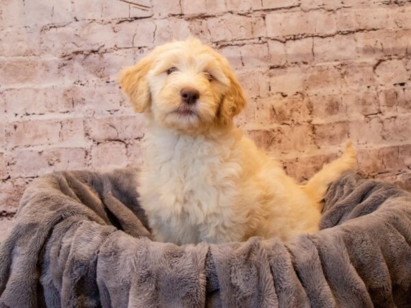 Goldendoodle- Available 11/17-DOG-Female-Golden-699-PetCenter Old Bridge, New Jersey