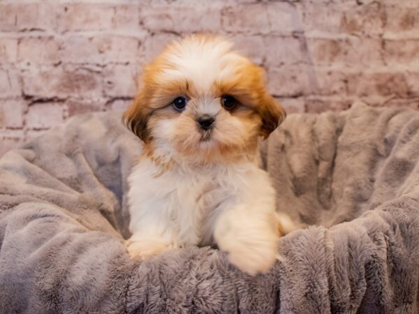 Shih Tzu- Available 11/24-DOG-Female-Sable / White-714-PetCenter Old Bridge, New Jersey