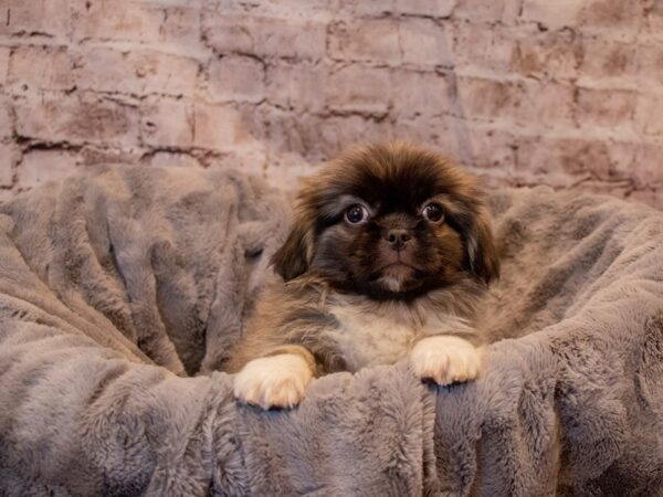 Pekingese- Available 11/24-DOG-Male-Sable-717-PetCenter Old Bridge, New Jersey