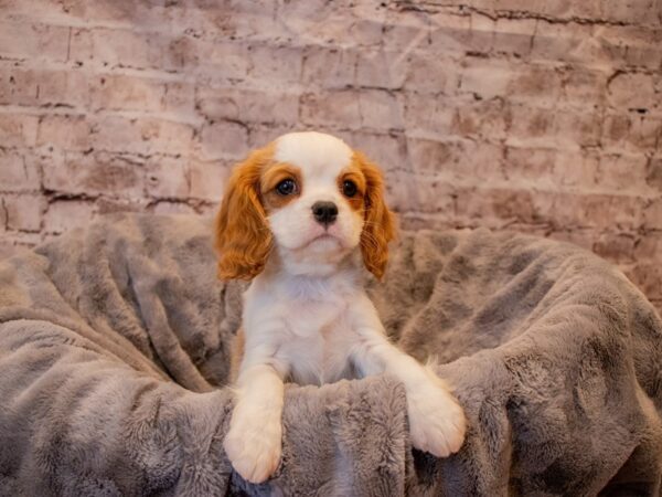 Cavalier King Charles Spaniel- Available 11/24-DOG-Female-Blenheim-719-PetCenter Old Bridge, New Jersey