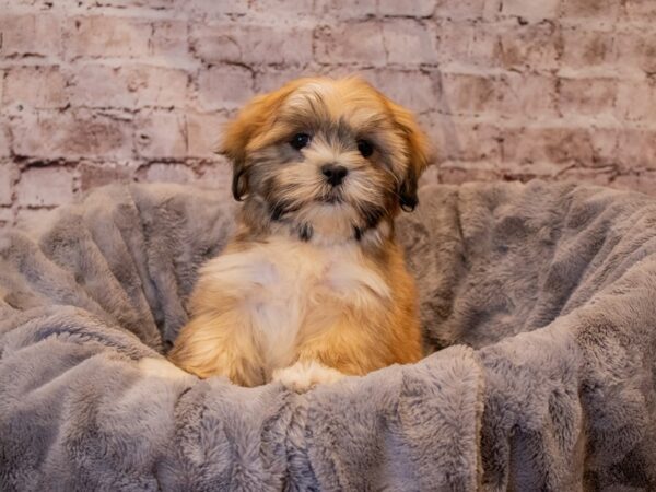 Lhasa Apso- Available 11/24-DOG-Female-Brown-716-PetCenter Old Bridge, New Jersey