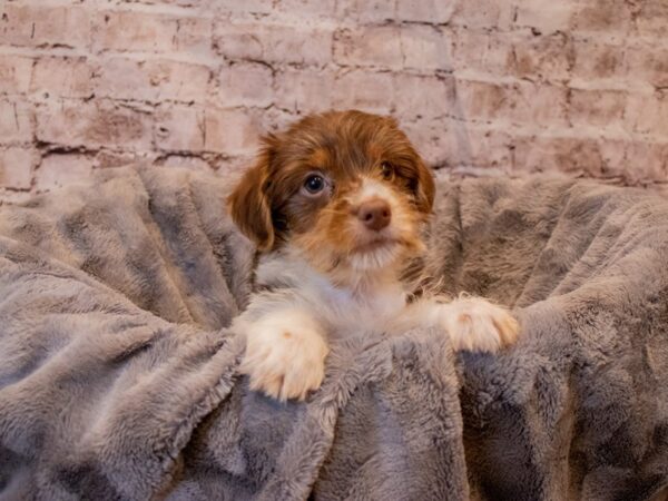 Yorkshire Terrier- Available 11/24-DOG-Male-Chocolate and Tan-705-PetCenter Old Bridge, New Jersey