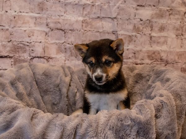 Shiba Inu- Available 11/24-DOG-Female-Black and Tan-709-PetCenter Old Bridge, New Jersey