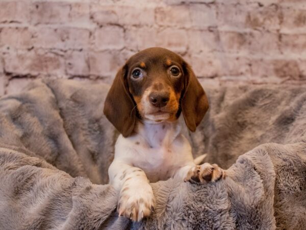Dachshund- Available 11/24-DOG-Male-Chocolate and Tan-703-PetCenter Old Bridge, New Jersey