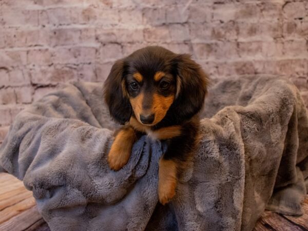 Dachshund- Available 11/24-DOG-Female-Black and Tan-707-PetCenter Old Bridge, New Jersey