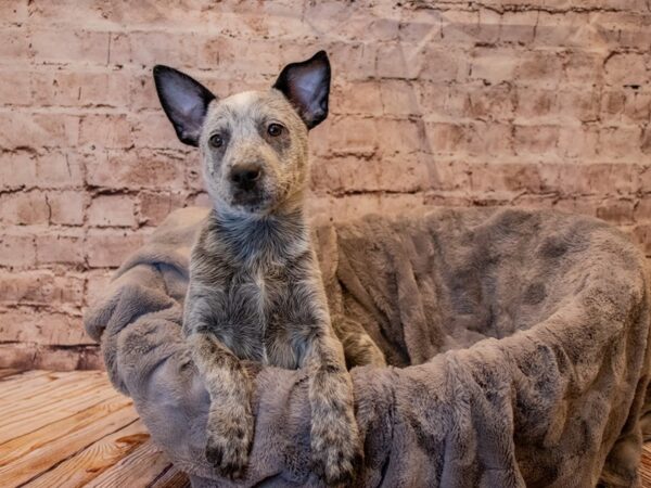 Australian Cattle Dog- Available 11/24-DOG-Female-Blue Mottled-710-PetCenter Old Bridge, New Jersey