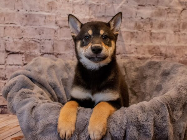Shiba Inu- Available 11/24-DOG-Male-Black and Tan-708-PetCenter Old Bridge, New Jersey