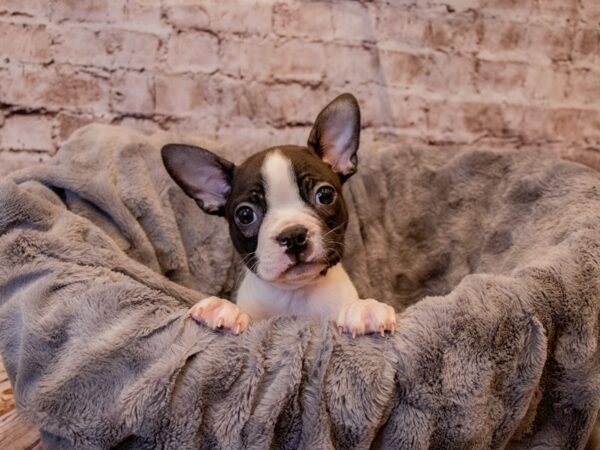 Boston Terrier- Available 11/24-DOG-Male-Black and White-704-PetCenter Old Bridge, New Jersey