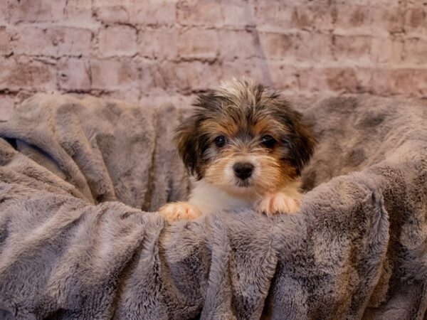 Yorkshire Terrier- Available 11/24-DOG-Female-Black Tan and White-706-PetCenter Old Bridge, New Jersey