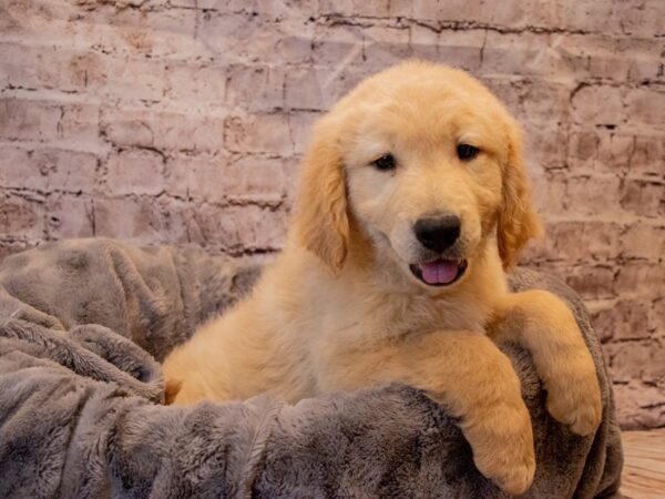 Golden Retriever- Available 11/24-DOG-Male-Golden-713-PetCenter Old Bridge, New Jersey