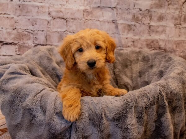 Mini Goldendoodle- Available 11/24-DOG-Male-Red-712-PetCenter Old Bridge, New Jersey