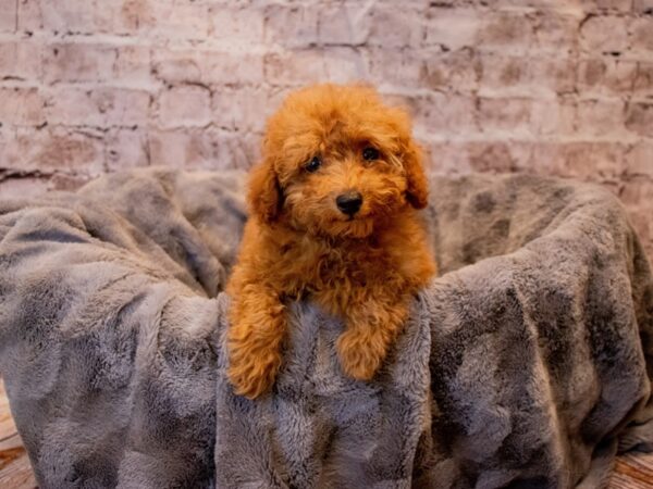 Poodle- Available 11/24-DOG-Male-Red-720-PetCenter Old Bridge, New Jersey
