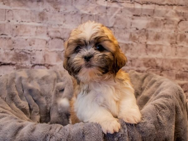 Shih Tzu- Available 11/24-DOG-Male-Sable / White-715-PetCenter Old Bridge, New Jersey