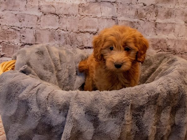 Mini Goldendoodle- Available 11/24-DOG-Female-Red-711-PetCenter Old Bridge, New Jersey