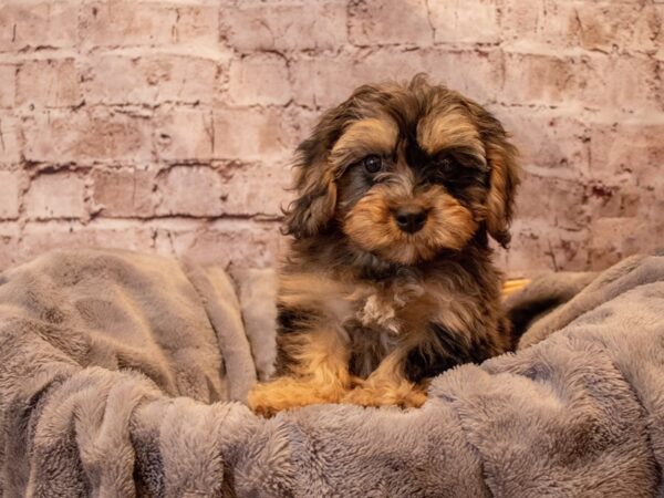 Cavapoo- Available 12/1-DOG-Male-Blue Merle-726-PetCenter Old Bridge, New Jersey