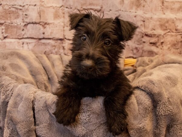 Scottish Terrier- Available 12/1-DOG-Male-Black-721-PetCenter Old Bridge, New Jersey