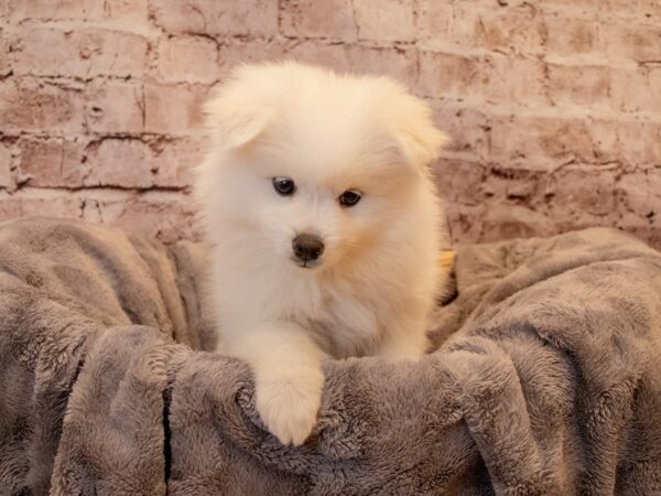 American Eskimo- Available 12/1-DOG-Female-White-722-PetCenter Old Bridge, New Jersey