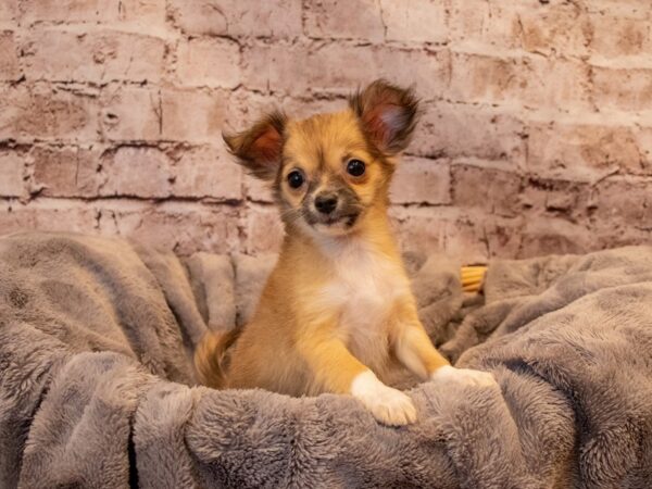 Chihuahua- Available 12/1-DOG-Male-dark fawn-728-PetCenter Old Bridge, New Jersey