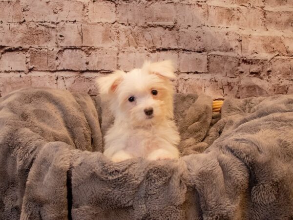 Maltese- Available 12/1-DOG-Female-White-723-PetCenter Old Bridge, New Jersey