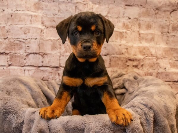 Rottweiler- Available 12/1-DOG-Female-Black / Tan-725-PetCenter Old Bridge, New Jersey
