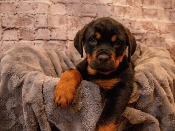 Rottweiler- Available 12/1-DOG-Female-Black / Tan-724-PetCenter Old Bridge, New Jersey