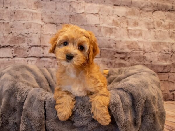 Cockapoo- Available 12/1-DOG-Female-Buff-727-PetCenter Old Bridge, New Jersey