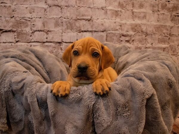 Mini Walrus- Available 12/1-DOG-Male-Red-735-PetCenter Old Bridge, New Jersey