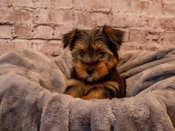 Yorkshire Terrier- Available 12/1-DOG-Male-Black and Tan-732-PetCenter Old Bridge, New Jersey