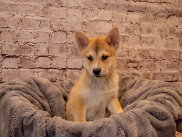 Shiba Inu- Available 12/1-DOG-Male-Red-734-PetCenter Old Bridge, New Jersey